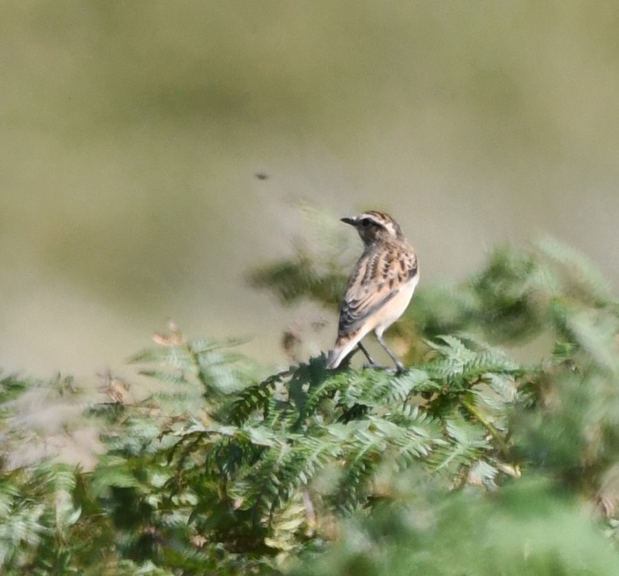 Whinchat - ML616143818