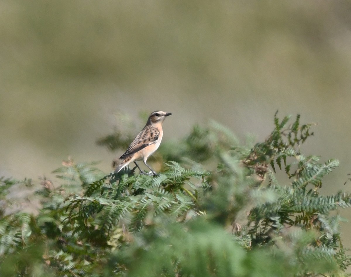 Whinchat - ML616143819