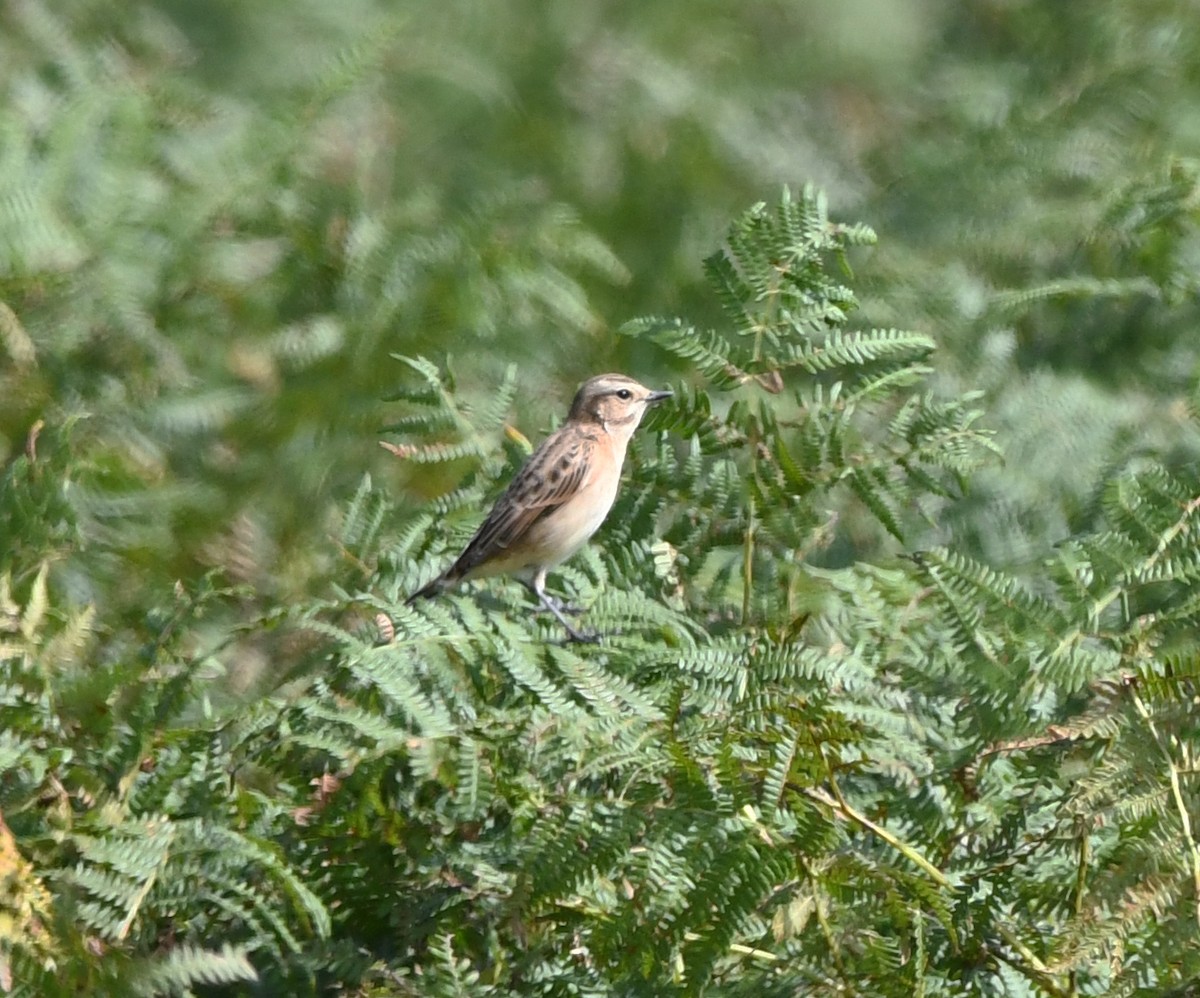 Whinchat - ML616143820