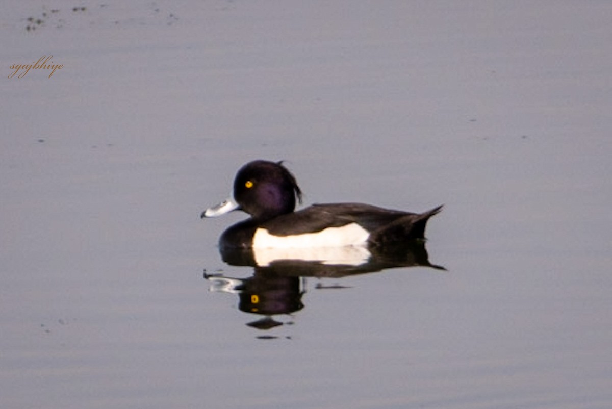 Tufted Duck - ML616143933