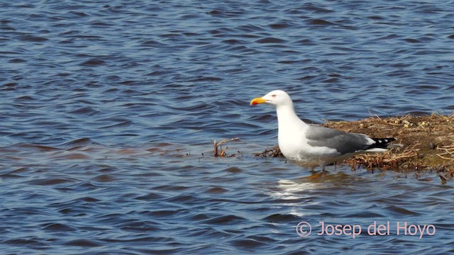 Yellow-legged Gull (michahellis) - ML616143950