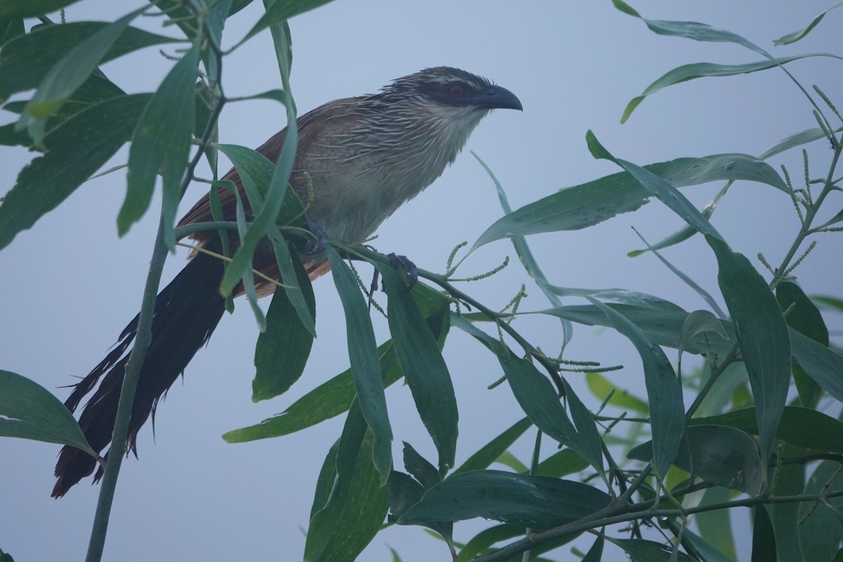 White-browed Coucal (White-browed) - ML616143954