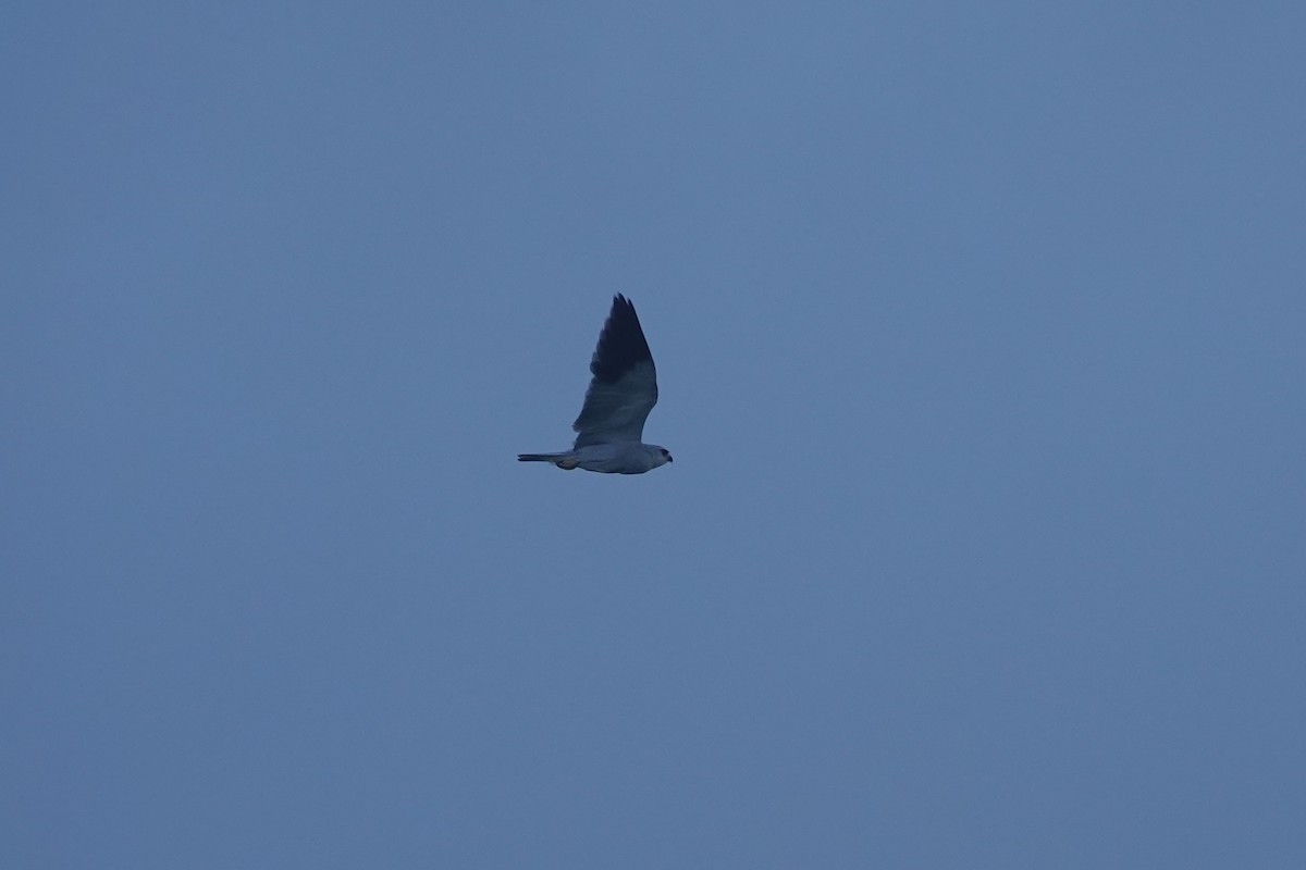 Black-winged Kite - ML616143970