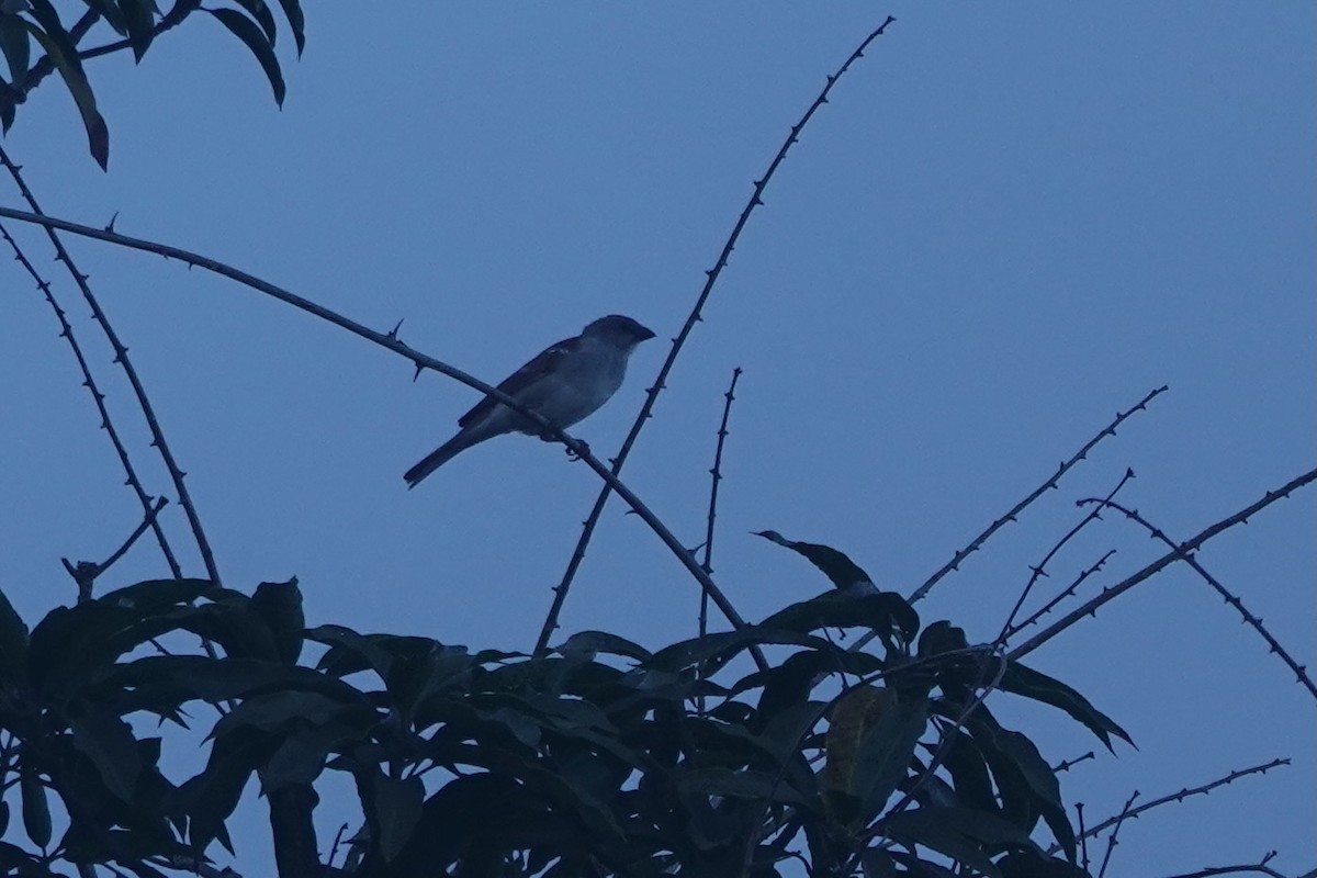 Northern Gray-headed Sparrow - ML616144001