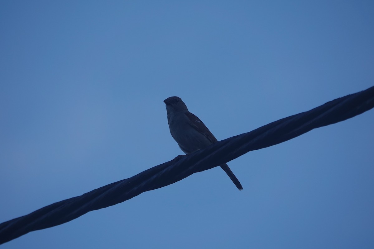 Northern Gray-headed Sparrow - ML616144002