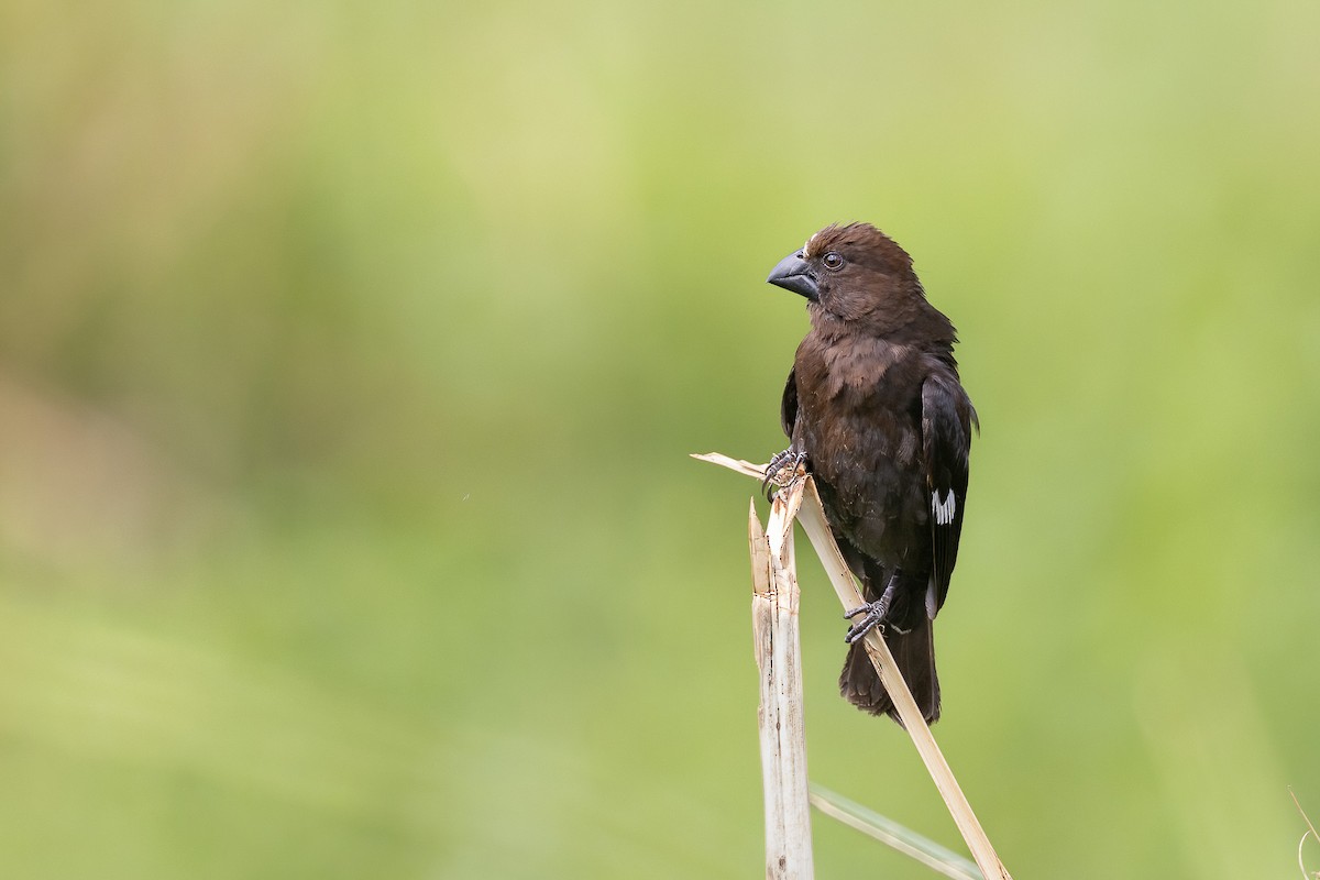 Grosbeak Weaver - Chris Venetz | Ornis Birding Expeditions