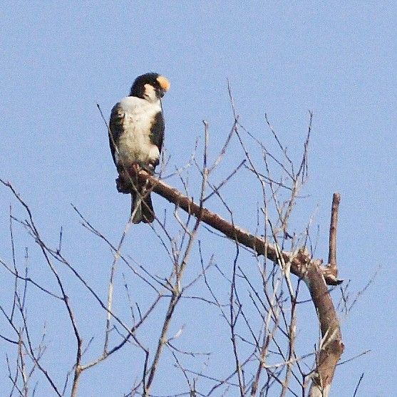 White-fronted Falconet - ML616144070
