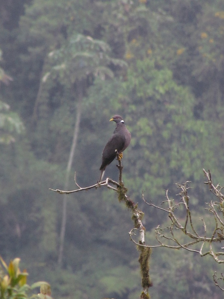 Band-tailed Pigeon - Jens Thalund