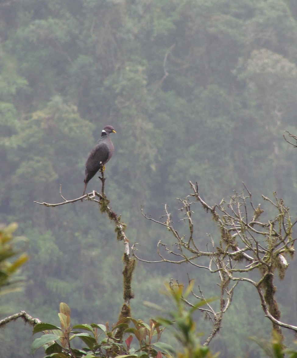 Band-tailed Pigeon - ML616144096