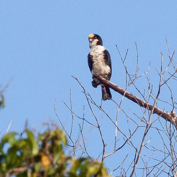 White-fronted Falconet - ML616144110