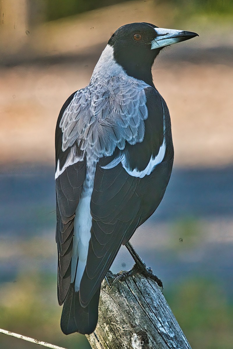 Australian Magpie (White-backed) - ML616144116