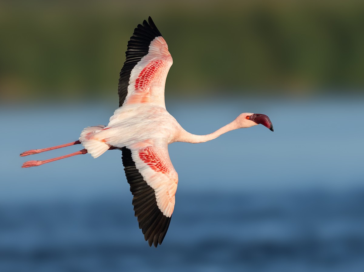 Lesser Flamingo - Adam Buckham