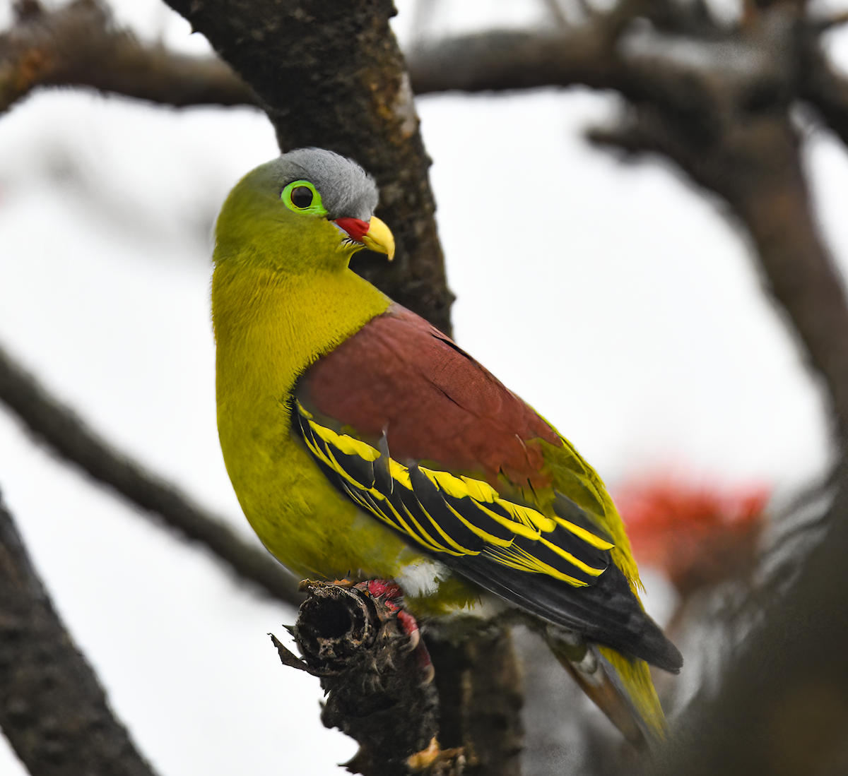 Thick-billed Green-Pigeon - ML616144216