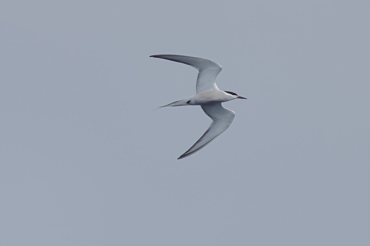 Common Tern - ML616144294