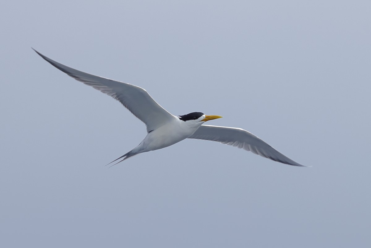 Great Crested Tern - ML616144299