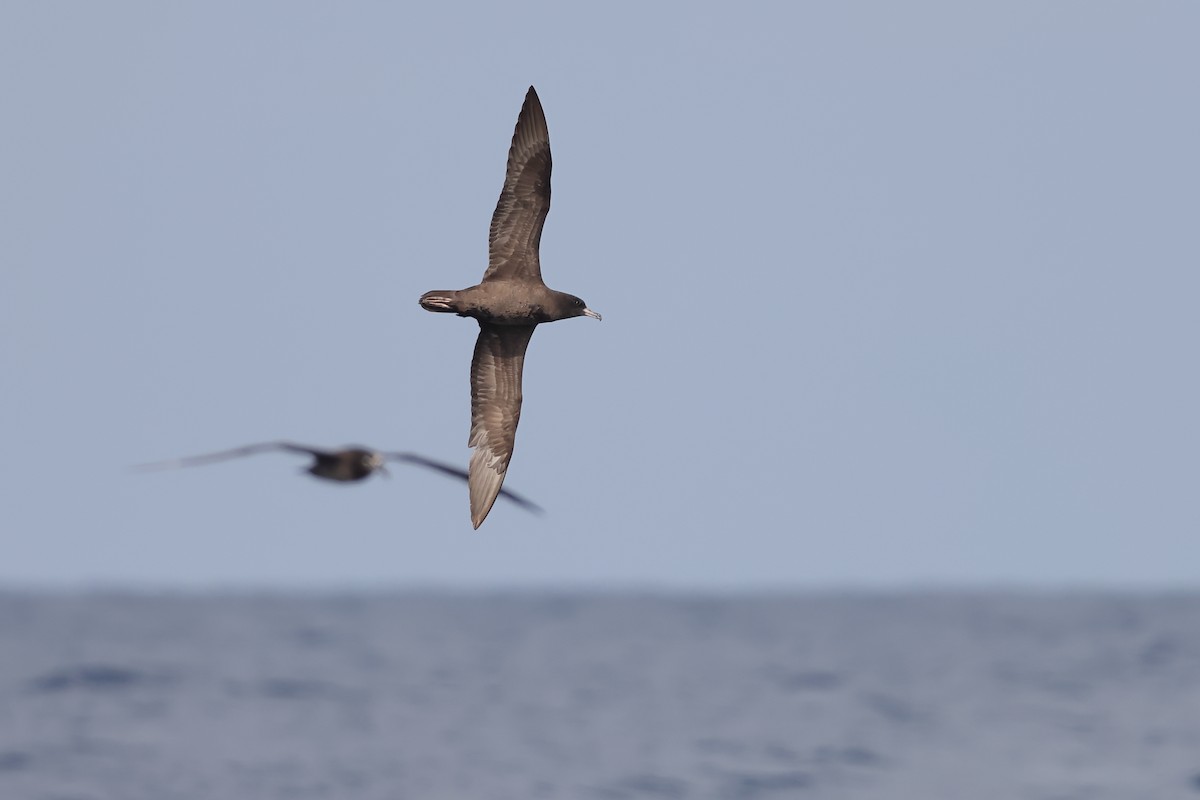 Flesh-footed Shearwater - ML616144332