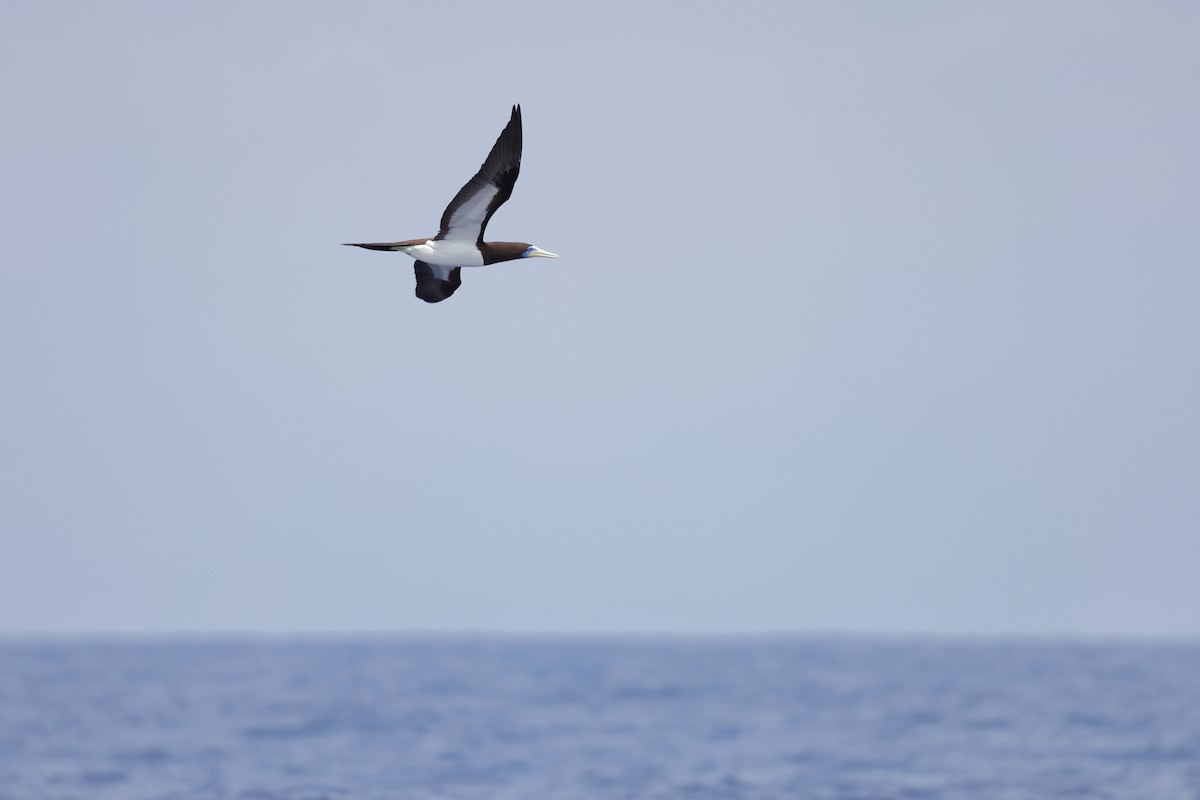 Brown Booby - ML616144350
