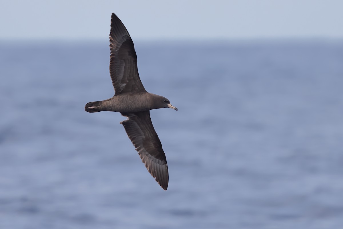 Flesh-footed Shearwater - ML616144379