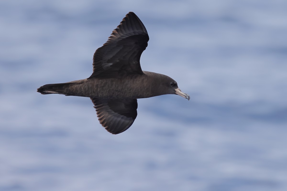 Flesh-footed Shearwater - ML616144380