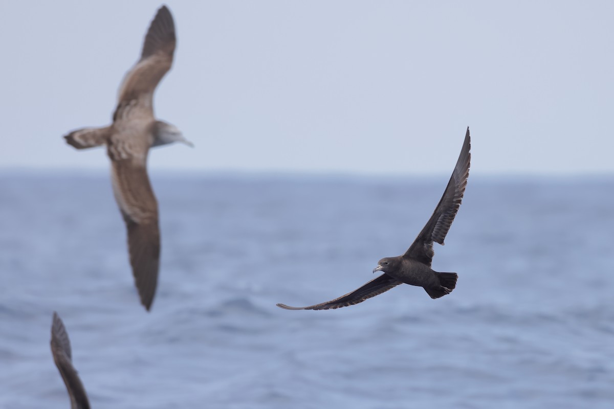Flesh-footed Shearwater - ML616144383