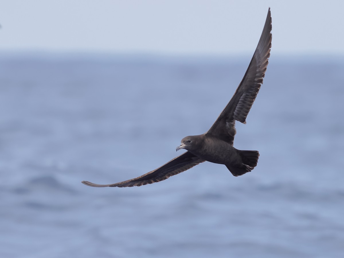 Flesh-footed Shearwater - ML616144396