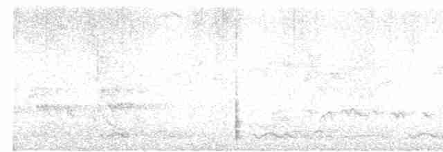 holub světlebřichý - ML616144417