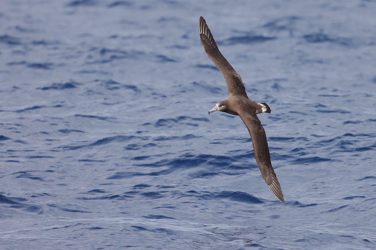 Black-footed Albatross - ML616144418