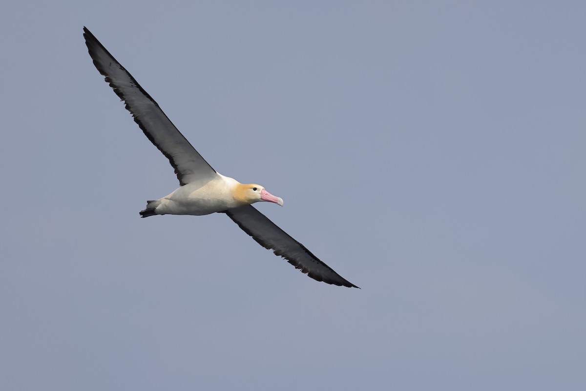 Short-tailed Albatross - ML616144429