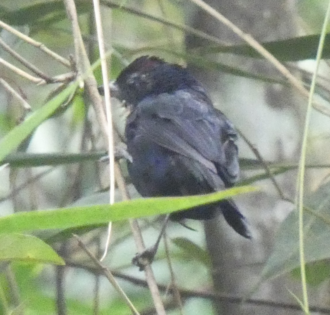Ruby-crowned Tanager - ML616144481