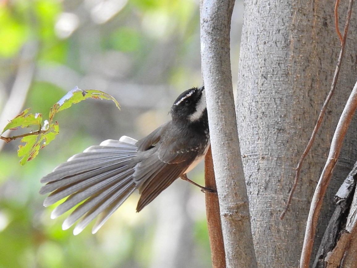 Spot-breasted Fantail - ML616144487