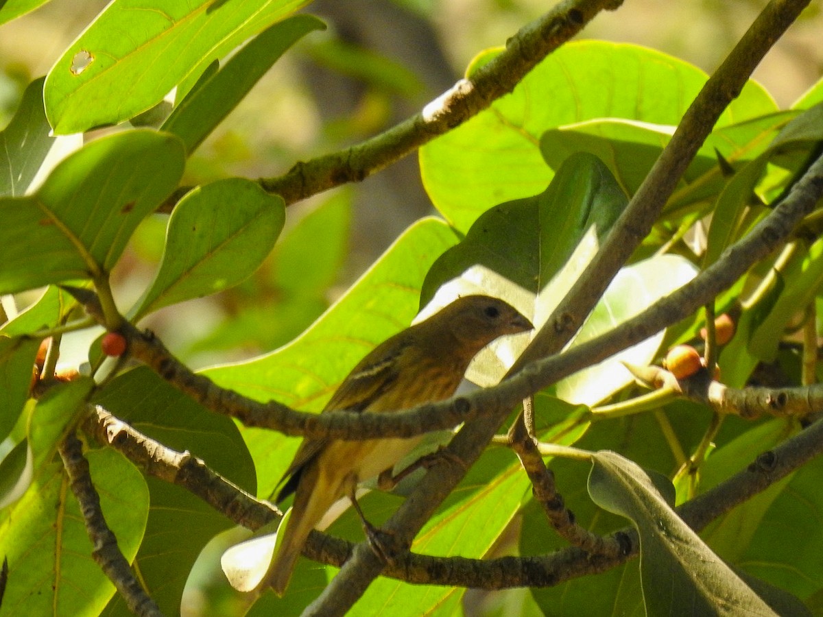 Common Rosefinch - Ajinkya  Supekar