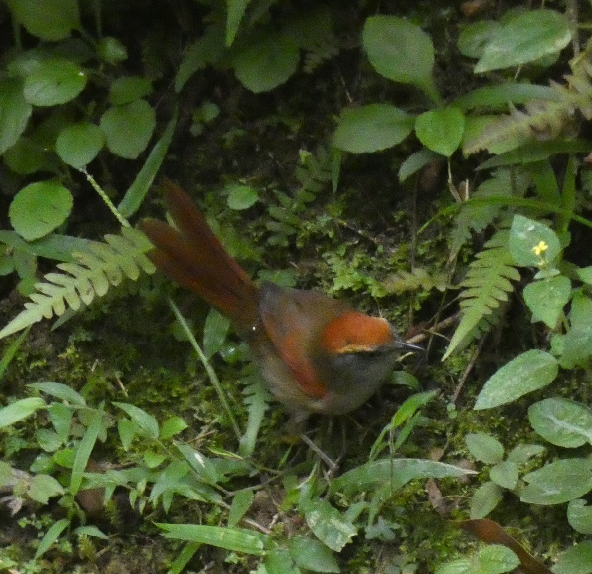 Rufous-capped Spinetail - ML616144556