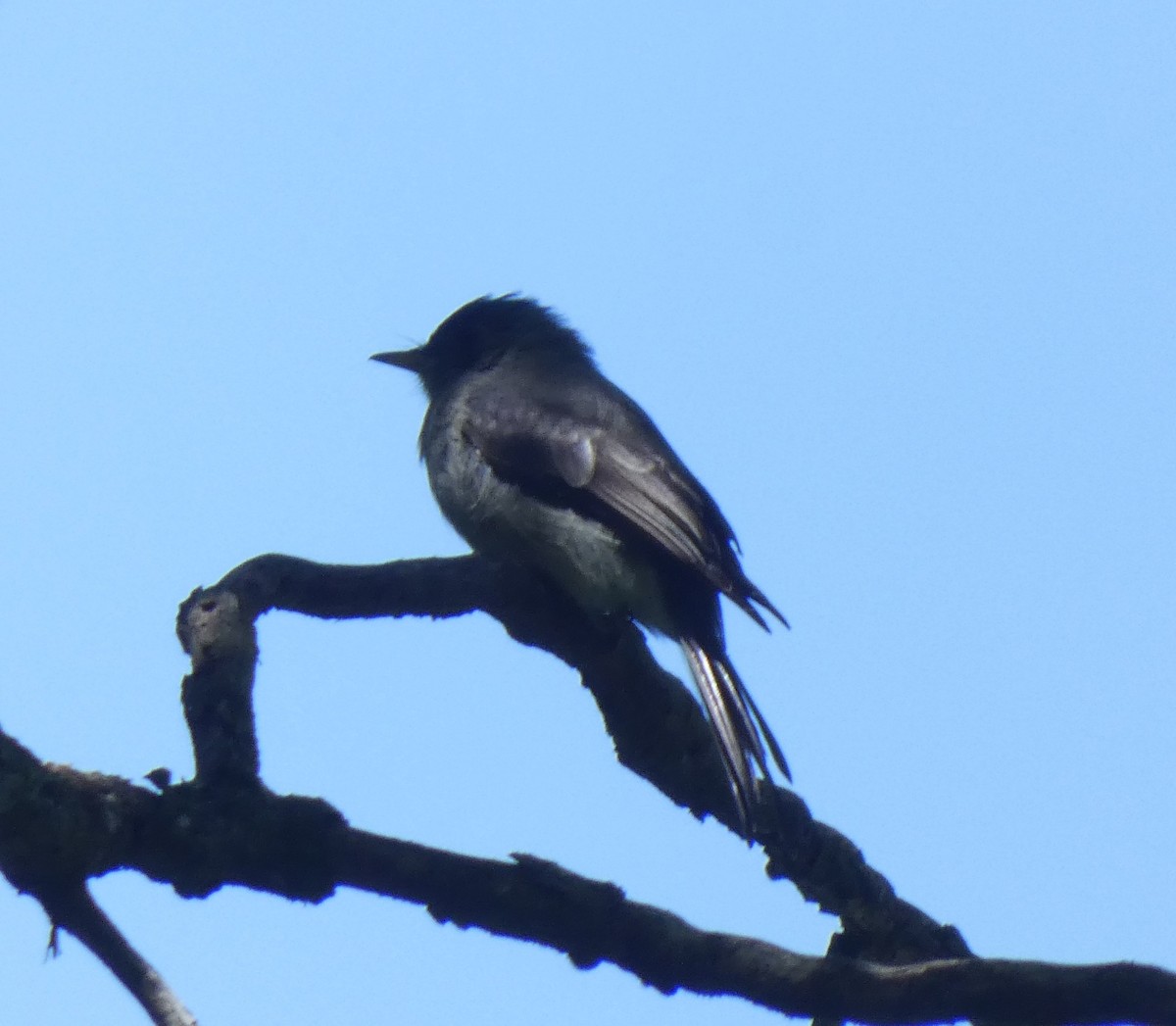 Southern Tropical Pewee - ML616144817