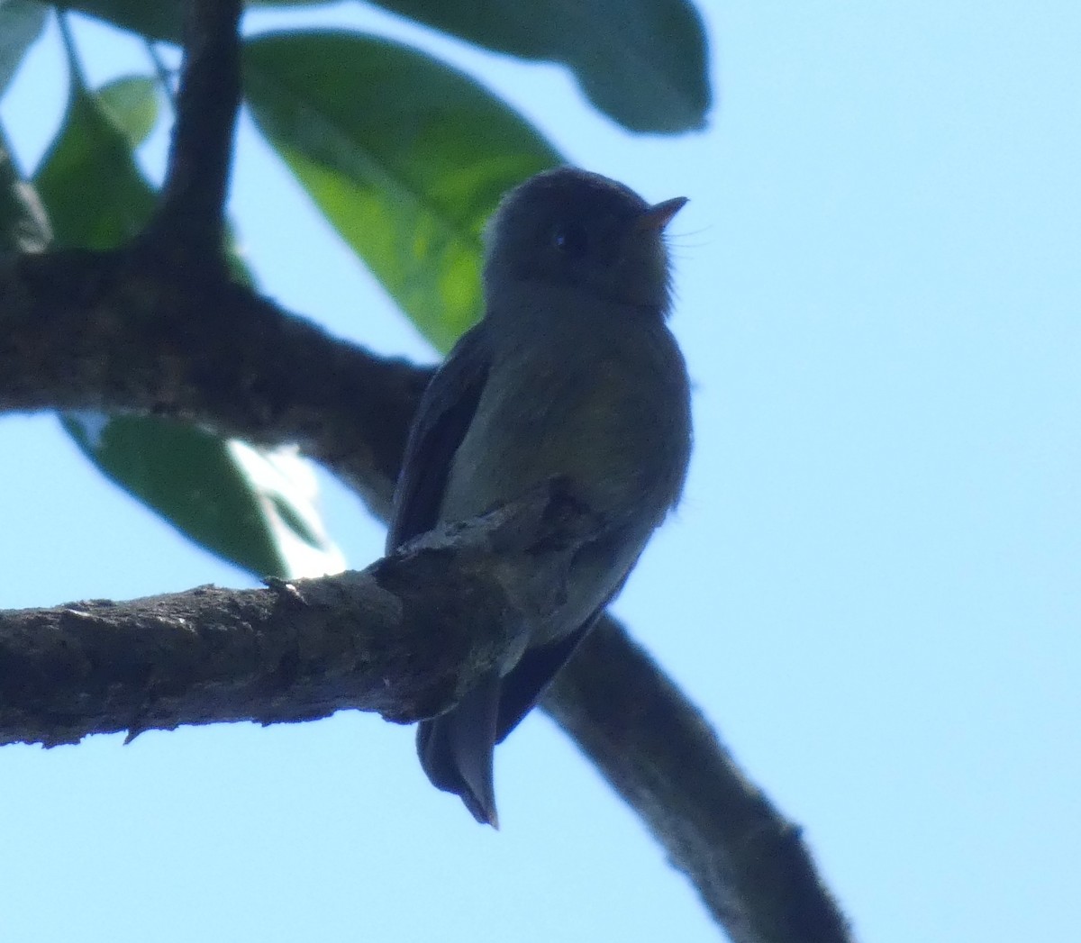 Southern Tropical Pewee - ML616144818