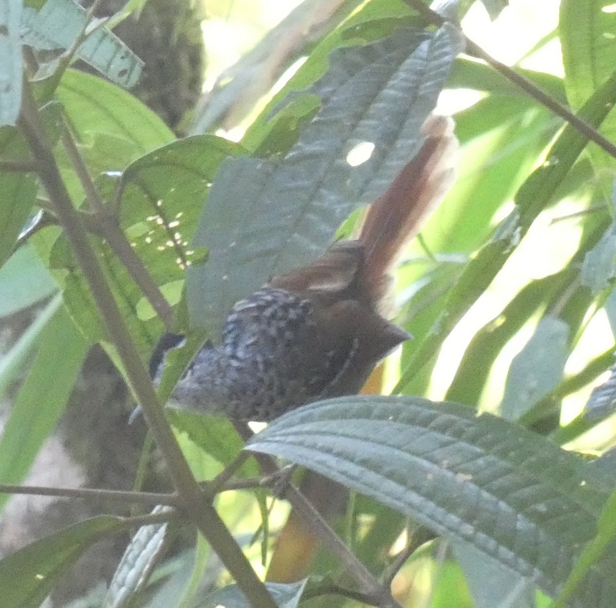 Rufous-tailed Antbird - ML616144952