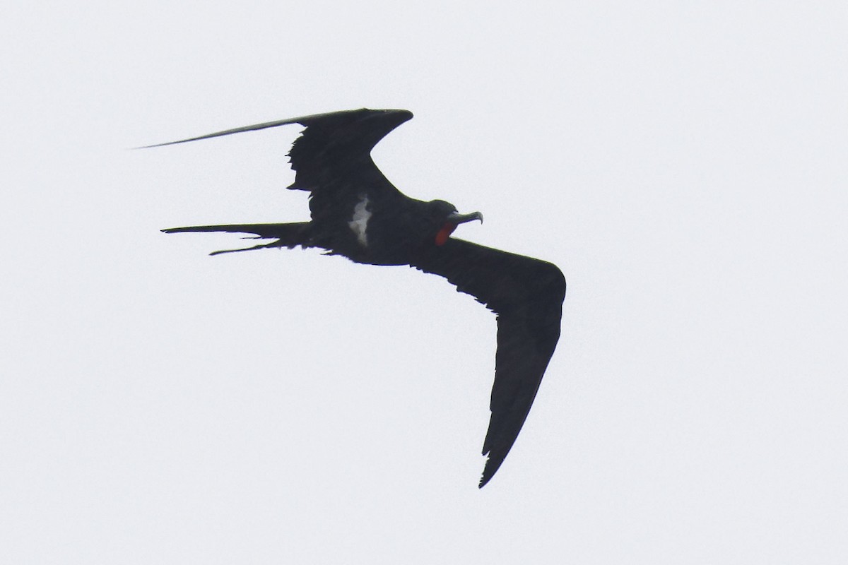 Lesser Frigatebird - ML616145001