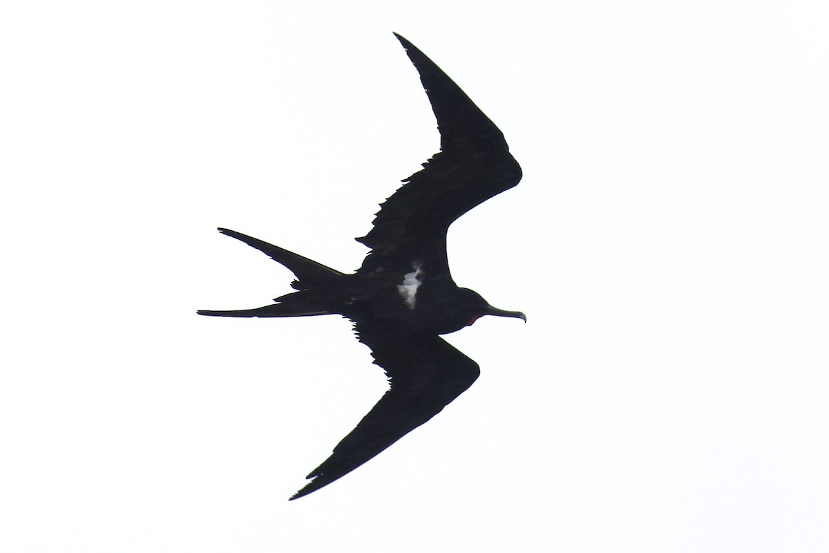 Lesser Frigatebird - ML616145003