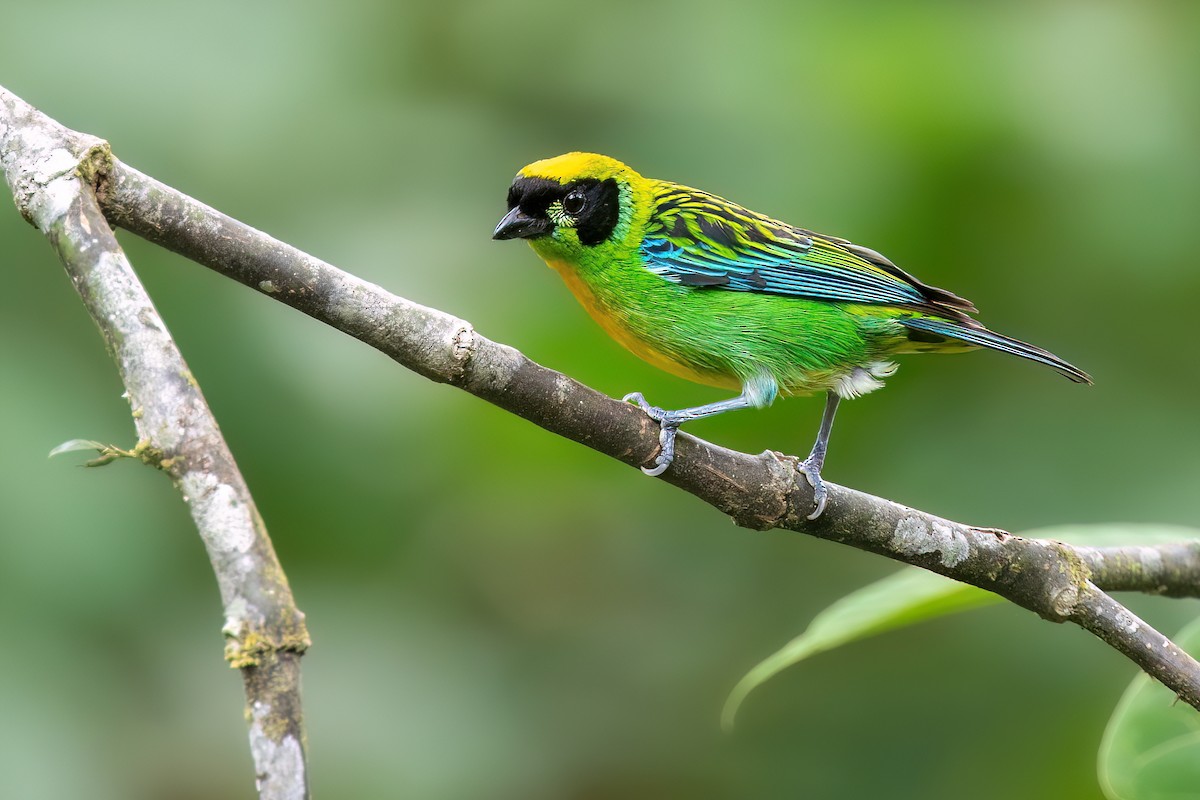 Green-and-gold Tanager - ML616145135