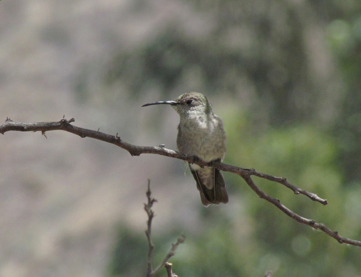 kolibřík skvrnitý - ML616145217