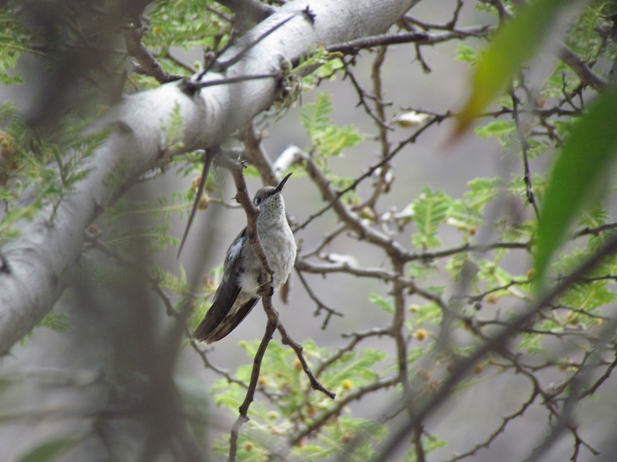 Spot-throated Hummingbird - ML616145227