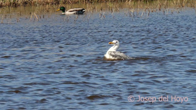 Yellow-legged Gull (michahellis) - ML616145400