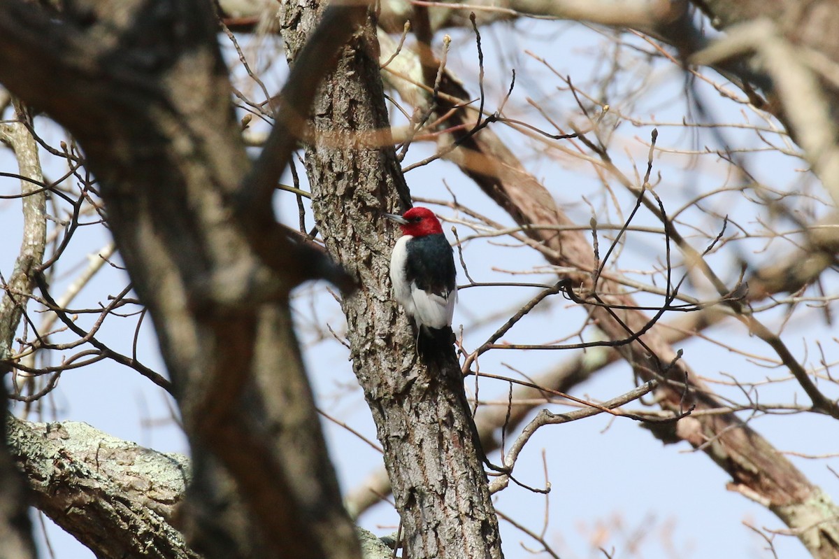 Red-headed Woodpecker - ML616145402