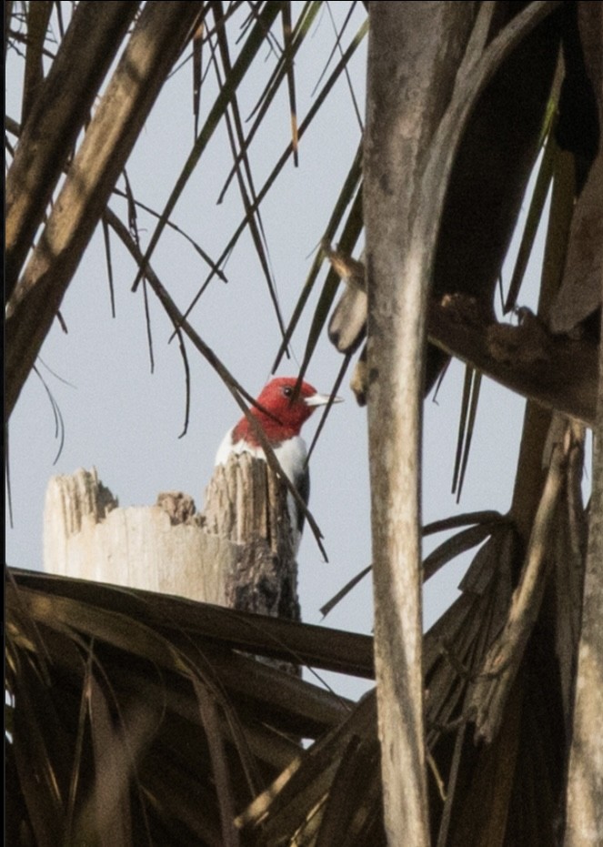 Red-headed Woodpecker - ML616145472