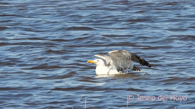 Yellow-legged Gull (michahellis) - ML616145489