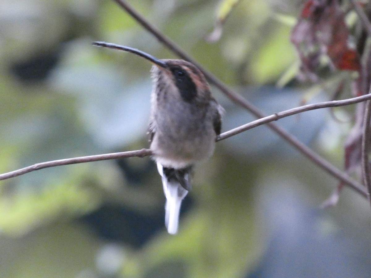 Scale-throated Hermit - ML616145497