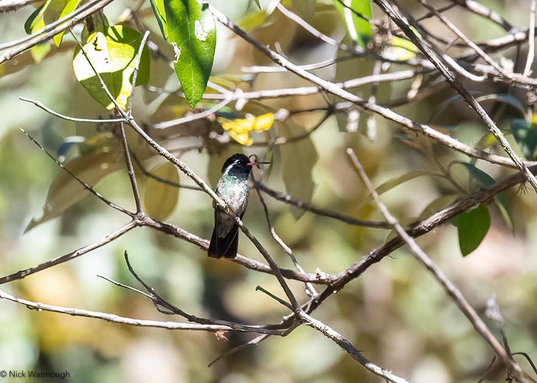 White-eared Hummingbird - Nick Watmough
