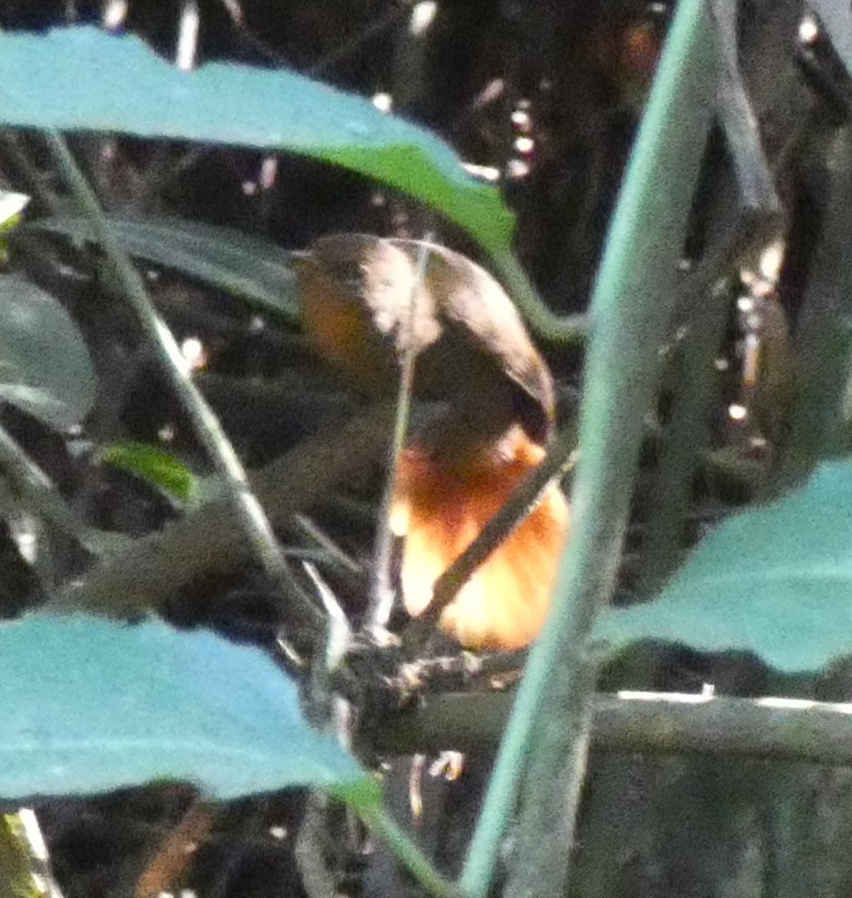 Orange-eyed Thornbird - ML616145534