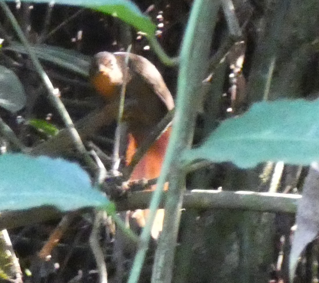 Orange-eyed Thornbird - ML616145536