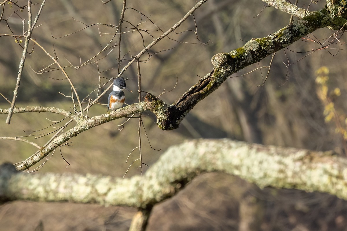 Belted Kingfisher - ML616145572