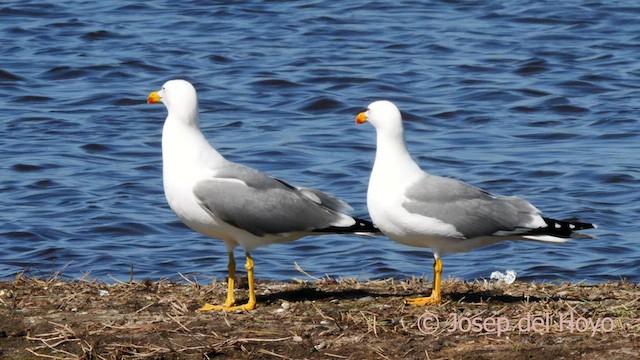 Yellow-legged Gull (michahellis) - ML616145617